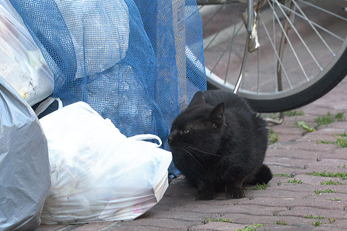 太田区のねこ