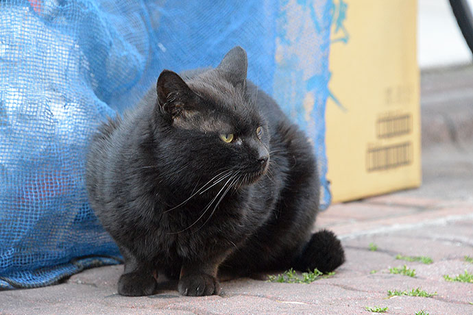 太田区のねこ