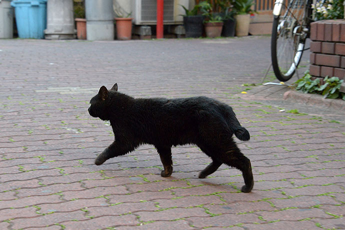 太田区のねこ