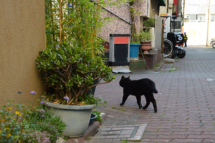 太田区のねこ