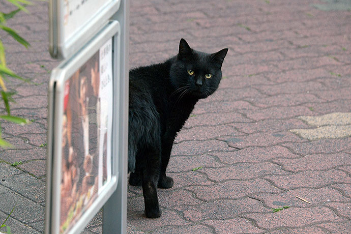 太田区のねこ