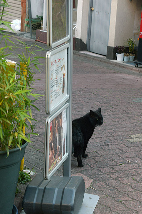 太田区のねこ