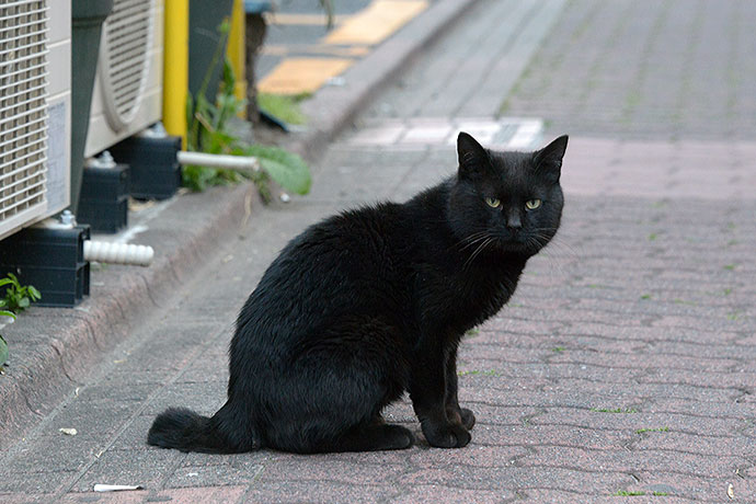 太田区のねこ