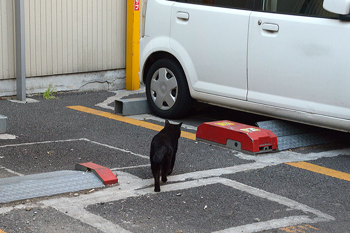 太田区のねこ