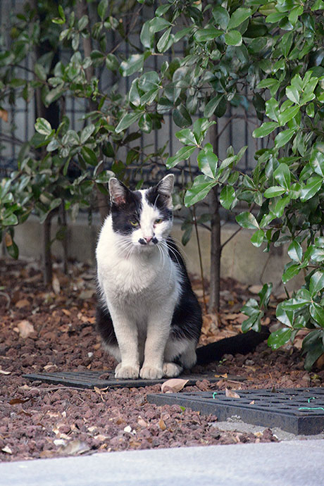 太田区のねこ