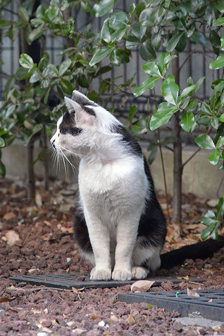 太田区のねこ