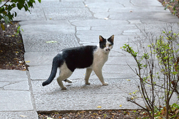 太田区のねこ