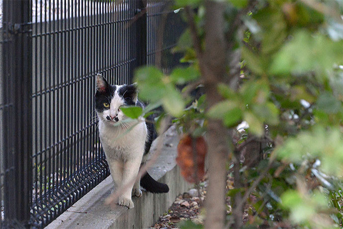 太田区のねこ