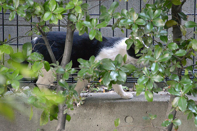 太田区のねこ