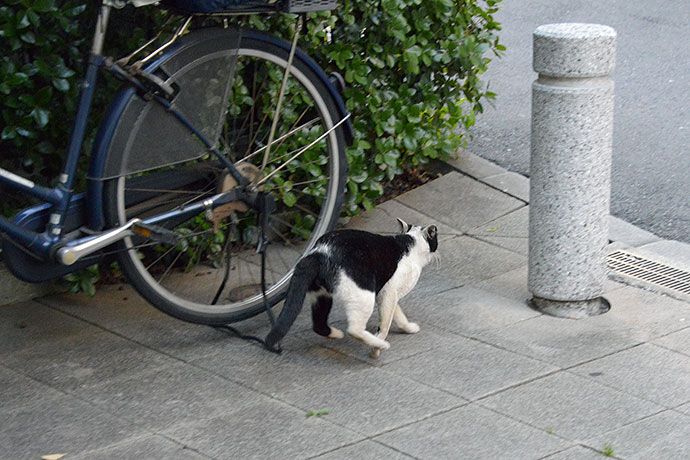 太田区のねこ