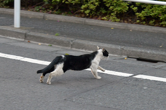 太田区のねこ