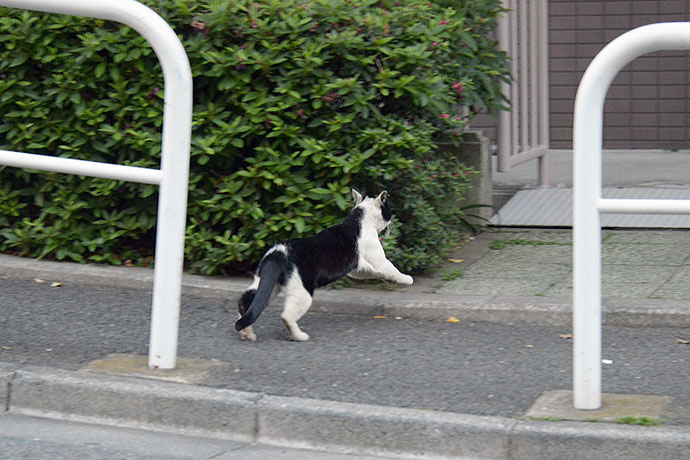 太田区のねこ