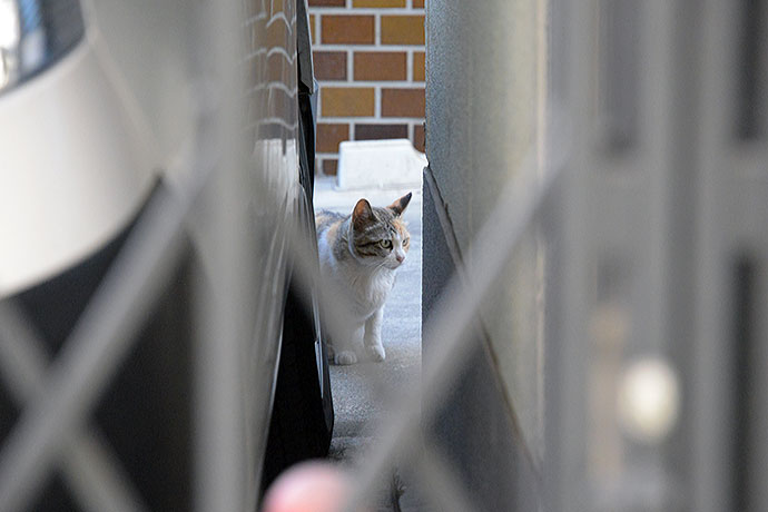 太田区のねこ