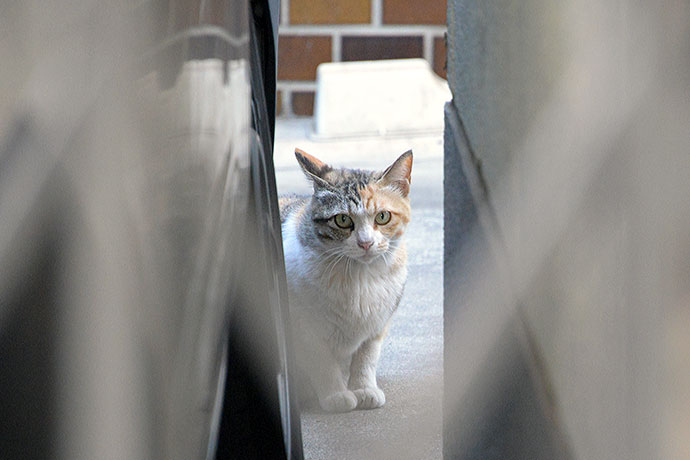 太田区のねこ