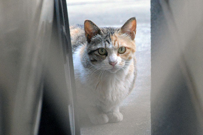 太田区のねこ