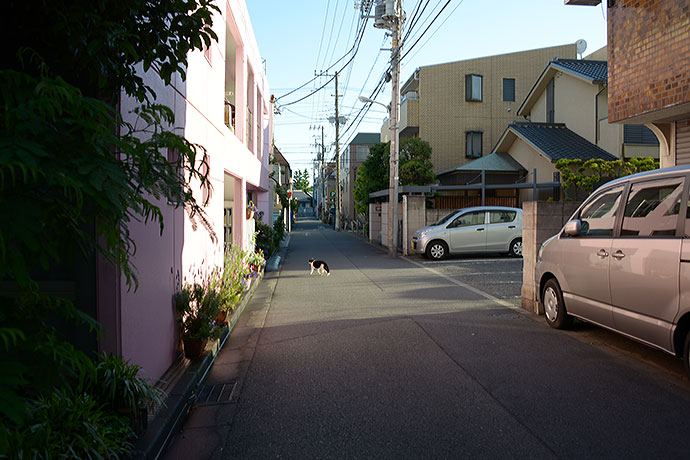 太田区のねこ