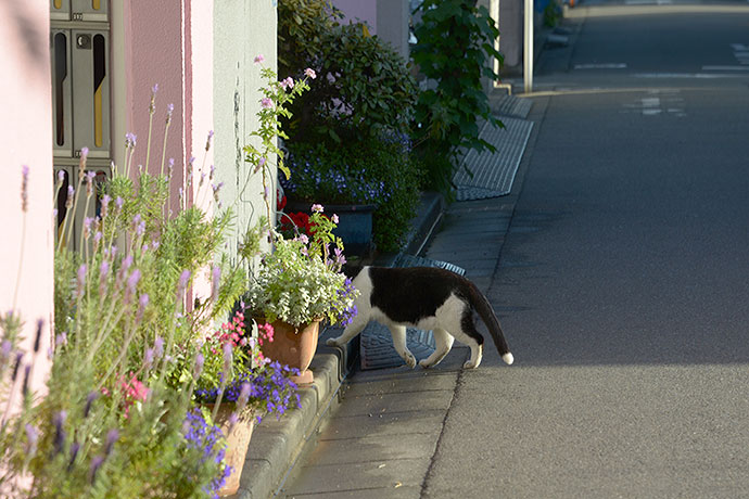 太田区のねこ