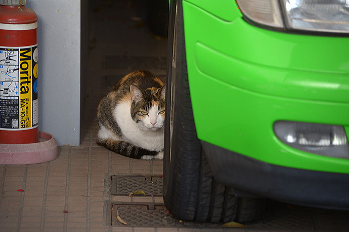 太田区のねこ