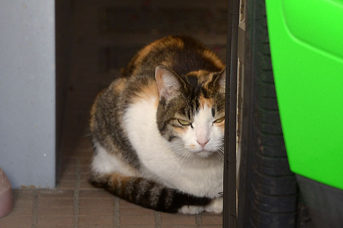 太田区のねこ