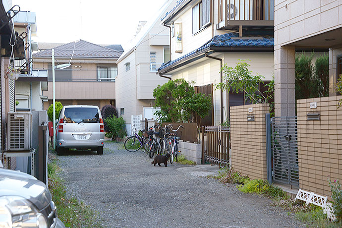 太田区のねこ