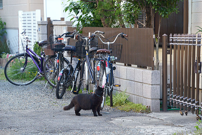 太田区のねこ