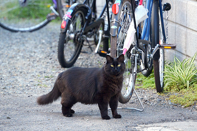 太田区のねこ