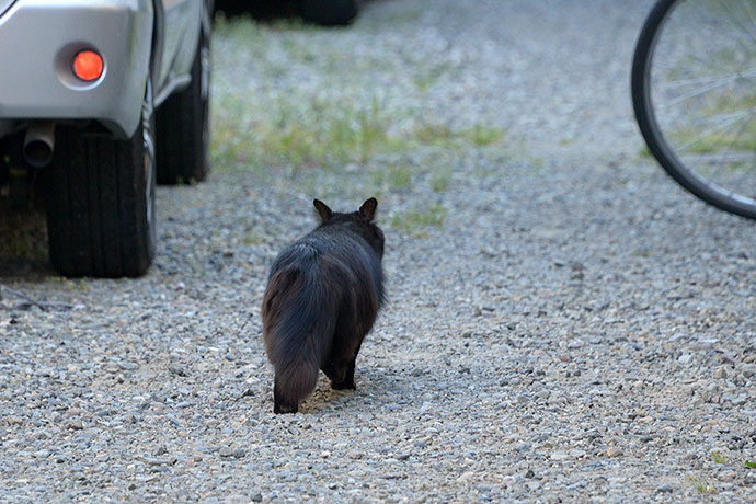 太田区のねこ