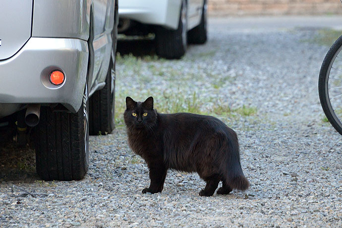 太田区のねこ