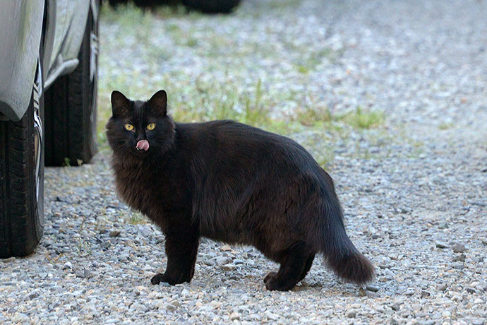 太田区のねこ