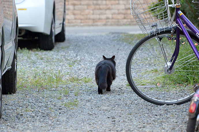 太田区のねこ