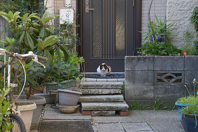 太田区のねこ