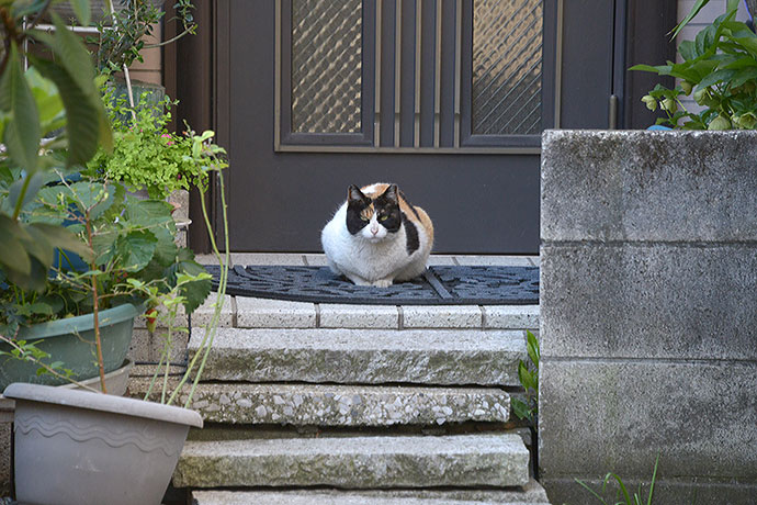 太田区のねこ