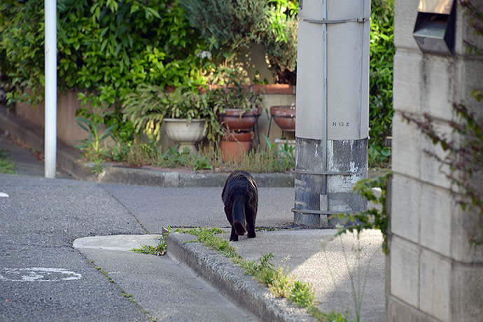 太田区のねこ