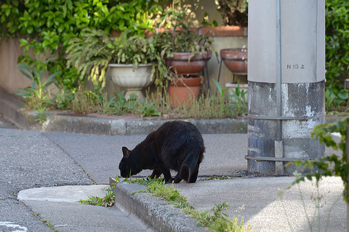 太田区のねこ