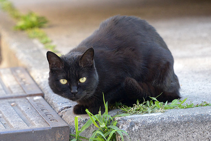太田区のねこ