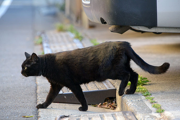 太田区のねこ