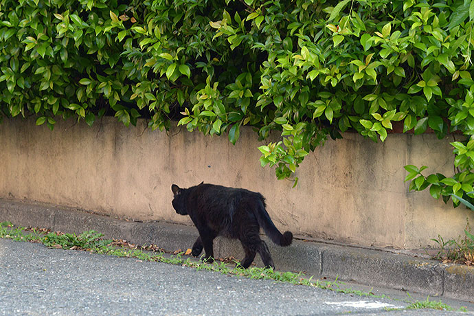 太田区のねこ