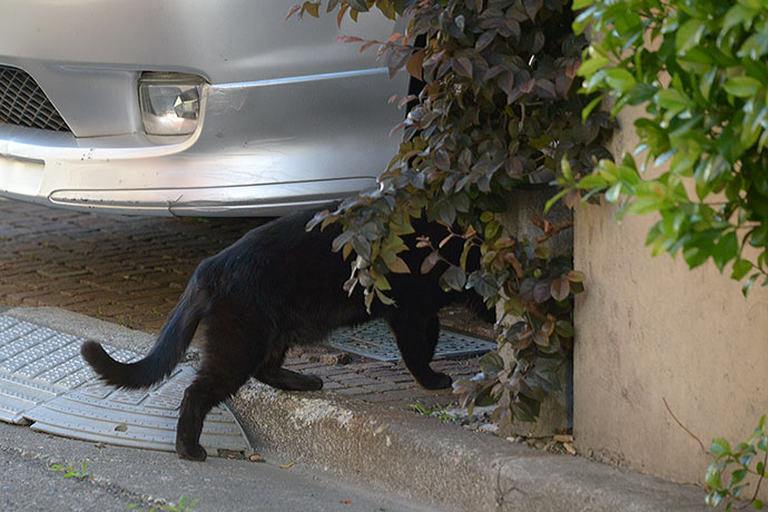 太田区のねこ