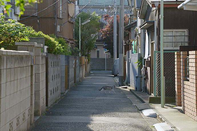 太田区のねこ