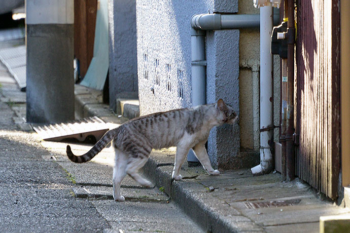 太田区のねこ