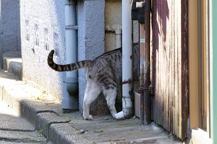 太田区のねこ