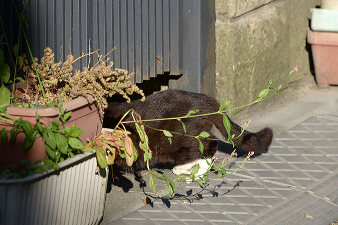 太田区のねこ