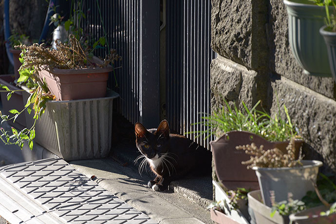 太田区のねこ