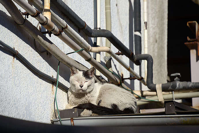 太田区のねこ