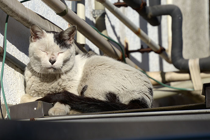太田区のねこ