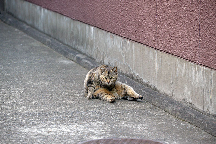 太田区のねこ