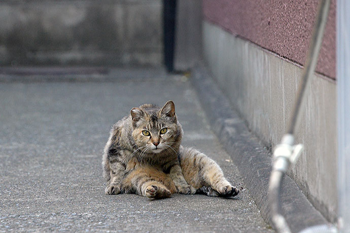 太田区のねこ