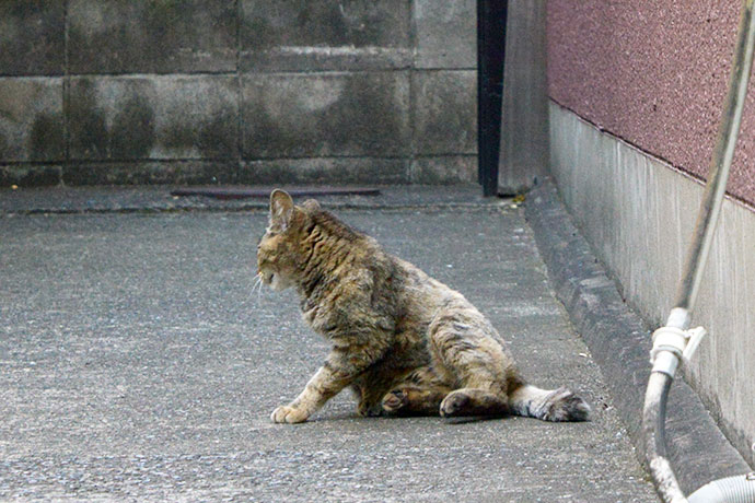 太田区のねこ