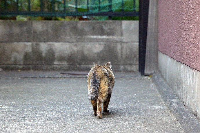 太田区のねこ
