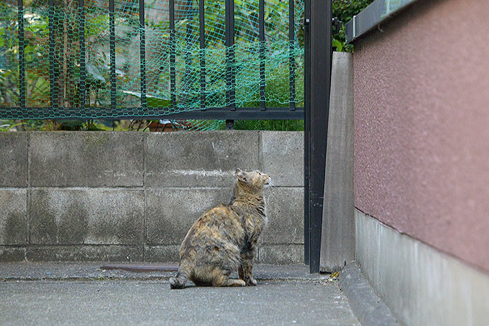 太田区のねこ
